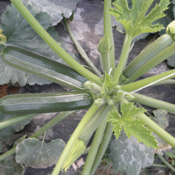 Zucchino Diamant F1 gr.500 Bayer