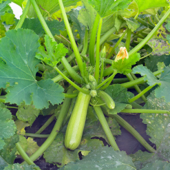 Sementi di Zucchino Otto F1 1.000 semi Syngenta