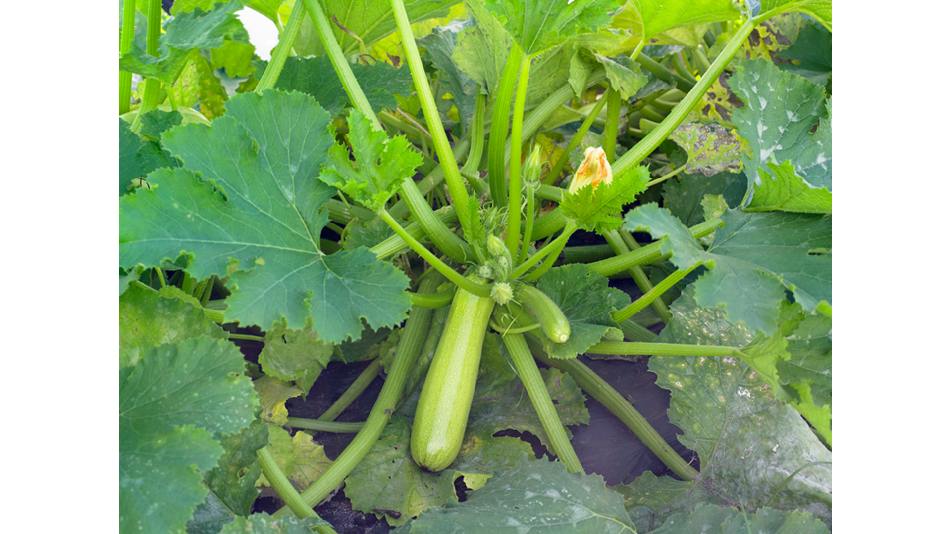 Sementi di Zucchino Otto F1 1.000 semi Syngenta