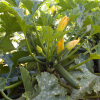 Zucchino F1 Vitulia 1.000 semi Syngenta