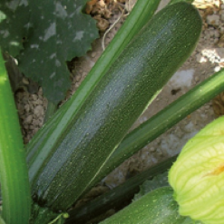 Zucchino President gr.500 Bayer