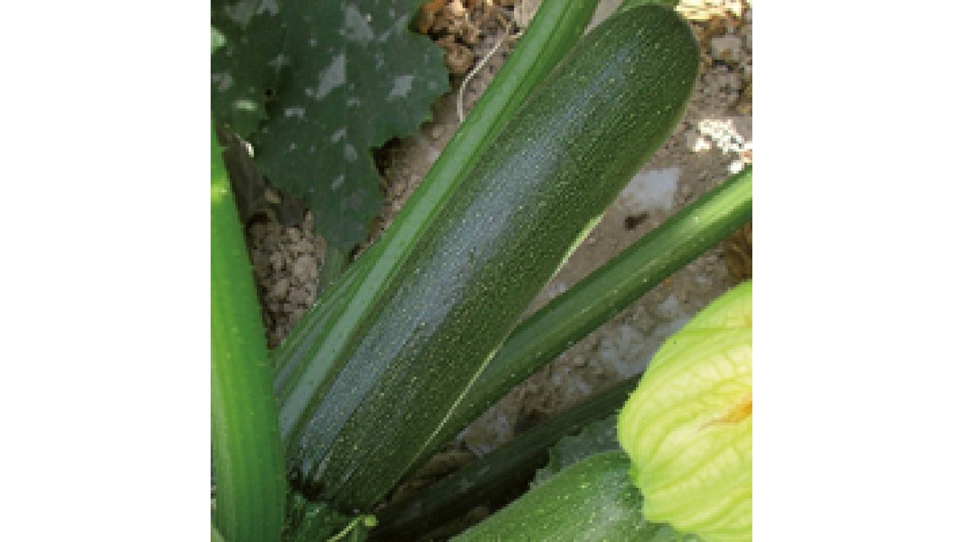 Zucchino President gr.500 Bayer