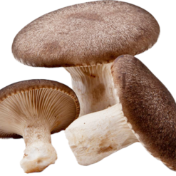 Balletta funghi Pleurotus Eryngii - Cardoncello
