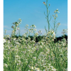 Nematex Tiller (rafano daikon) kg.10
