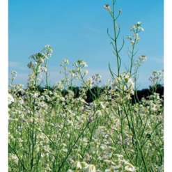 Nematex Tiller (rafano daikon) kg.10